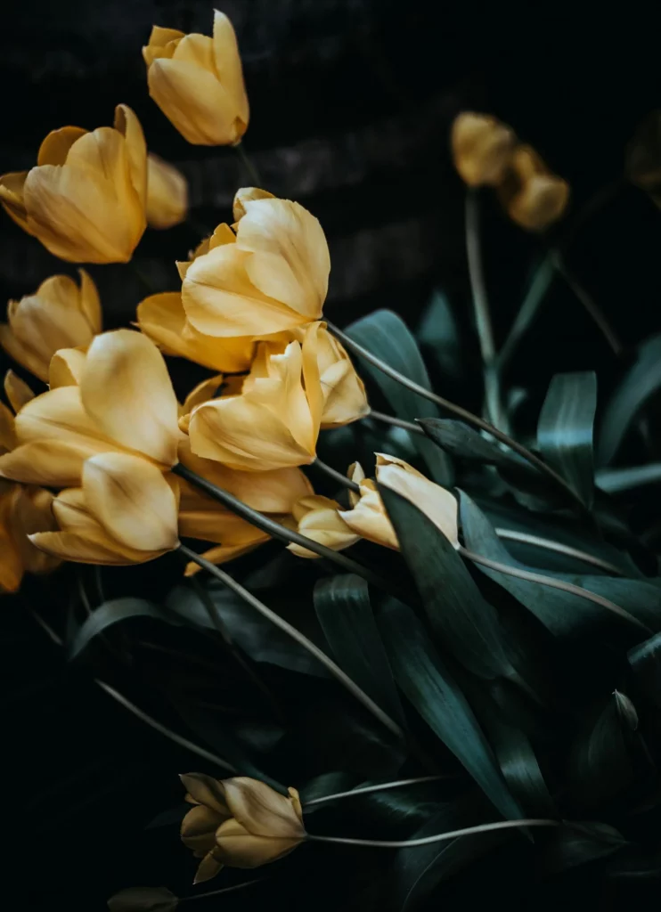 Bouquet de tulipes jaunes aux tiges feuillues sur fond sombre