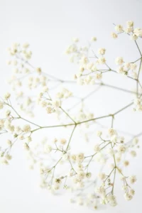 Tiges légères de gipsofile aux petites fleurs blanches sur fond clair