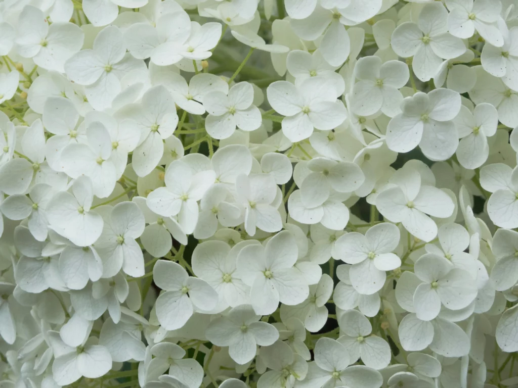 Composition florale de chrysanthèmes blancs épanouis vue de près