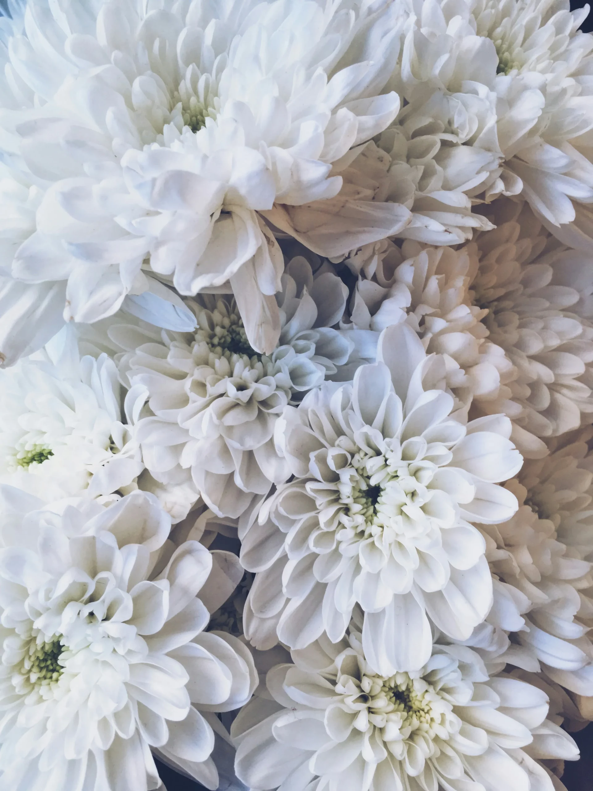 Gros plan sur un bouquet d'hortensias blancs aux petites fleurs délicates